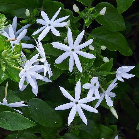 Effect of Media Formulation on Survival and Growth Performance of Star Jasmine (Jasminum multiflorum Burm. f. Andrews) Propagation by Stem Cuttings