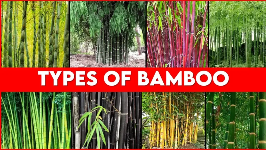 “Stunning Bamboo Varieties to Grow in Your Garden discover 15 Unique Bamboo Varieties for Every Garden”